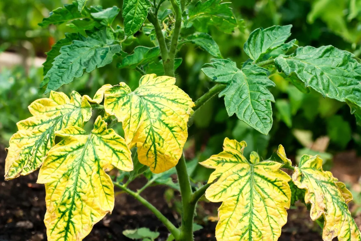 Tomato plant with classic chlorosis yellowing of lower leaves with green veins still visible while upper leaves remain green