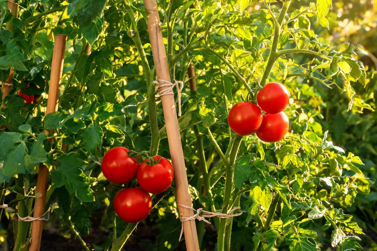 Healthy mature staked tomato plants with bright red ripening tomatoes hanging from vines and bright green foliage in afternoon light