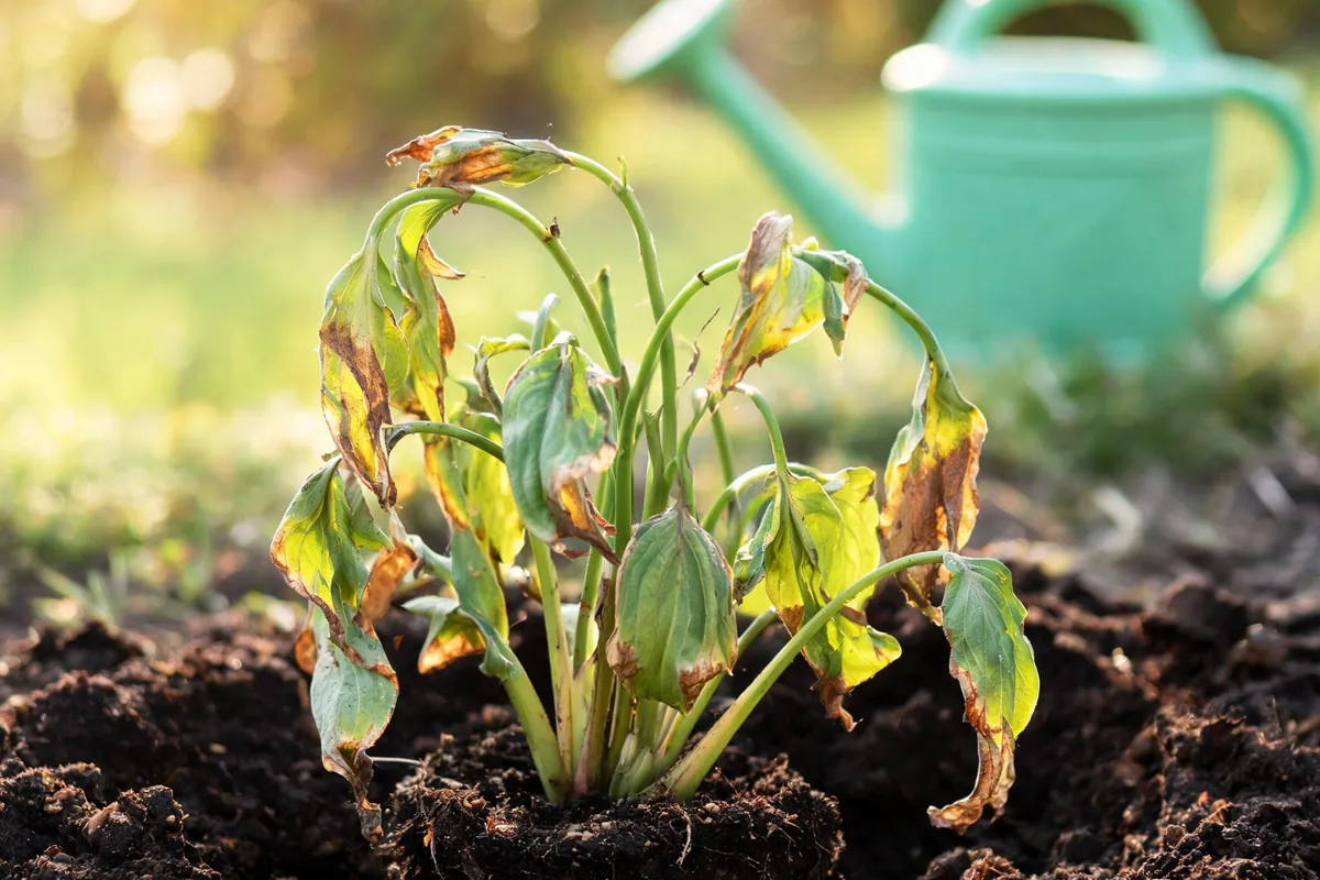 Recently transplanted perennial showing transplant shock with wilted drooping leaves, browned leaf edges, and limp stems in fresh garden soil