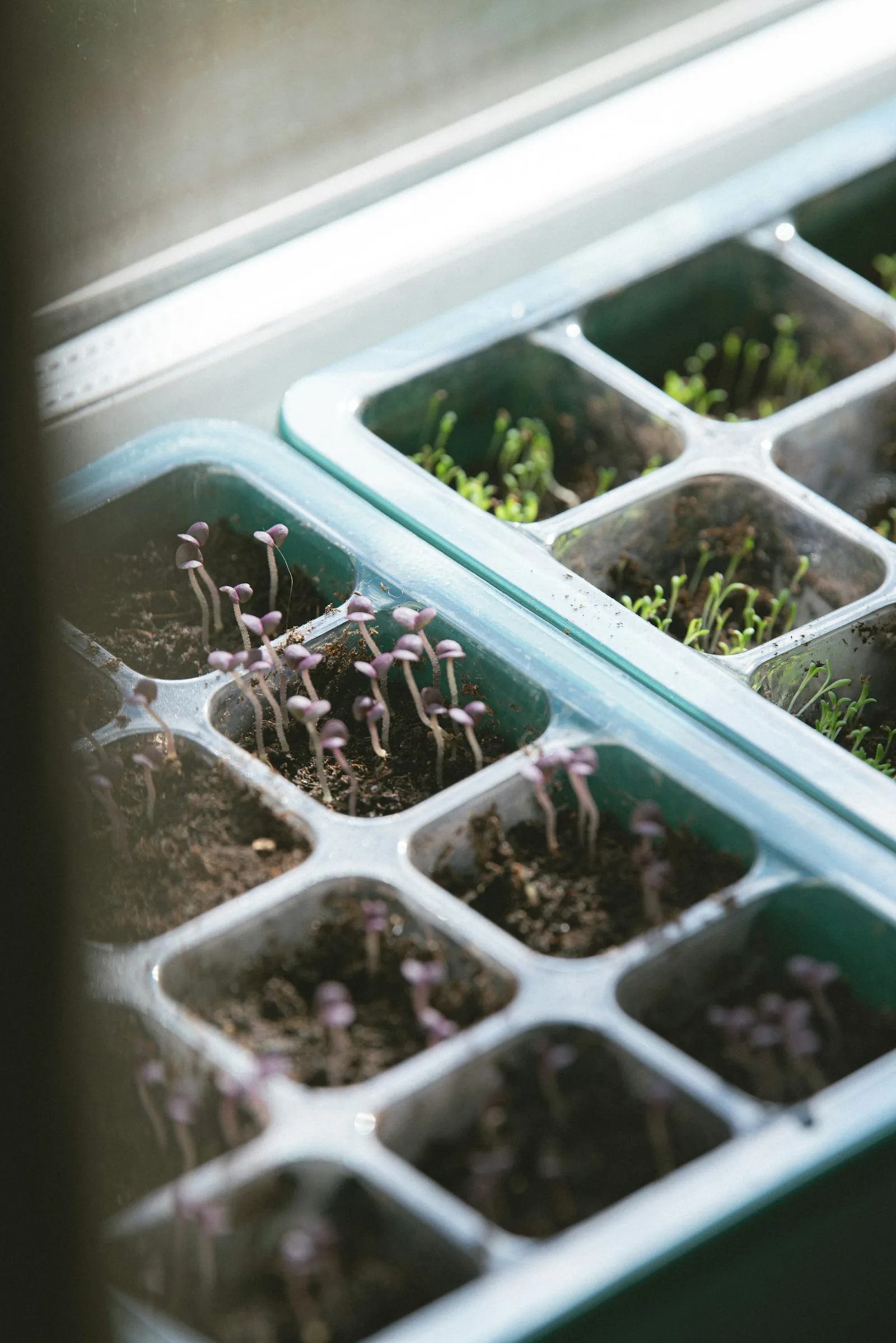 seedling sprout growing in soil tray