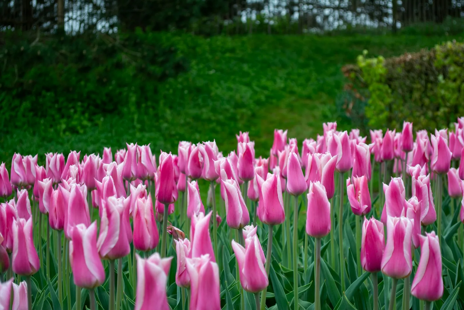 A field of pink and white tulips in bloom