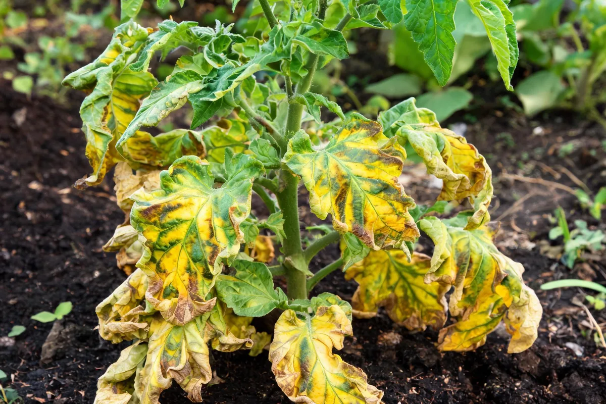Tomato plant with verticillium wilt showing lower leaves wilted yellowing curled with V-shaped yellow patches between veins