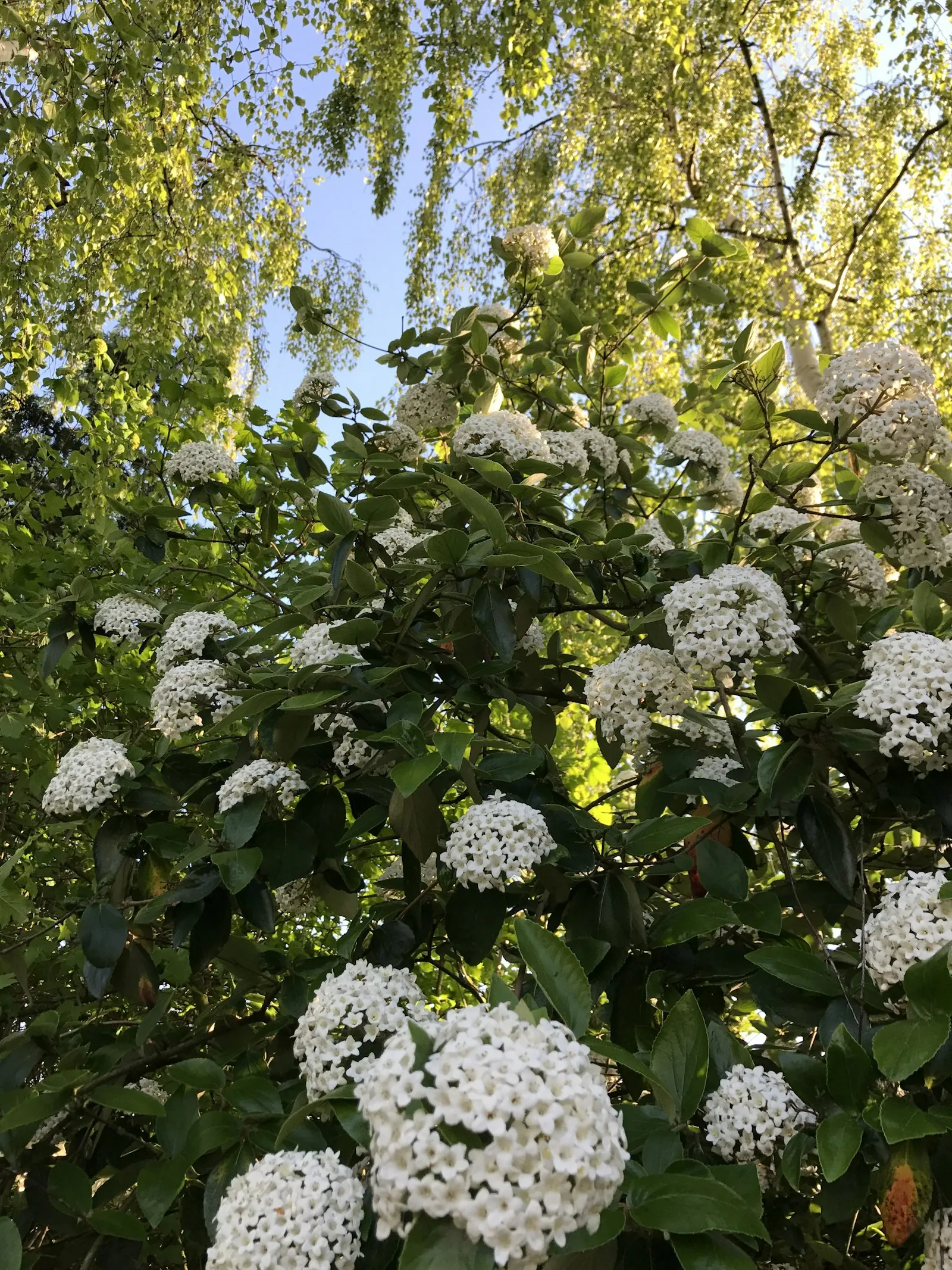 A bush with white flowers