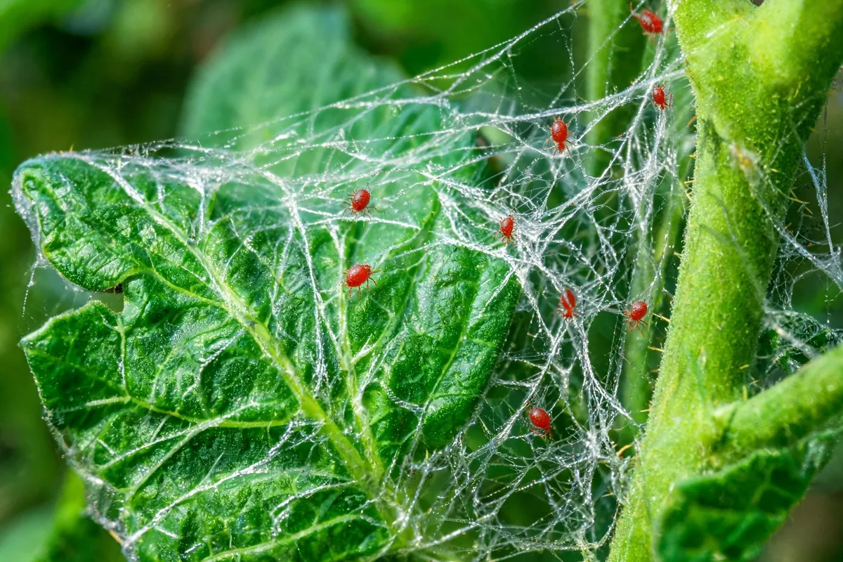 Fine silvery spider mite webbing covering a tomato plant leaf with tiny red mites visible crawling between leaves and stems