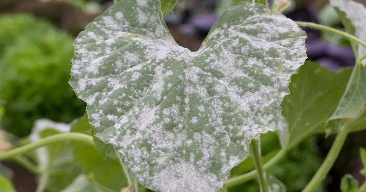 Close-up of powdery mildew white coating on squash leaves in a vegetable garden