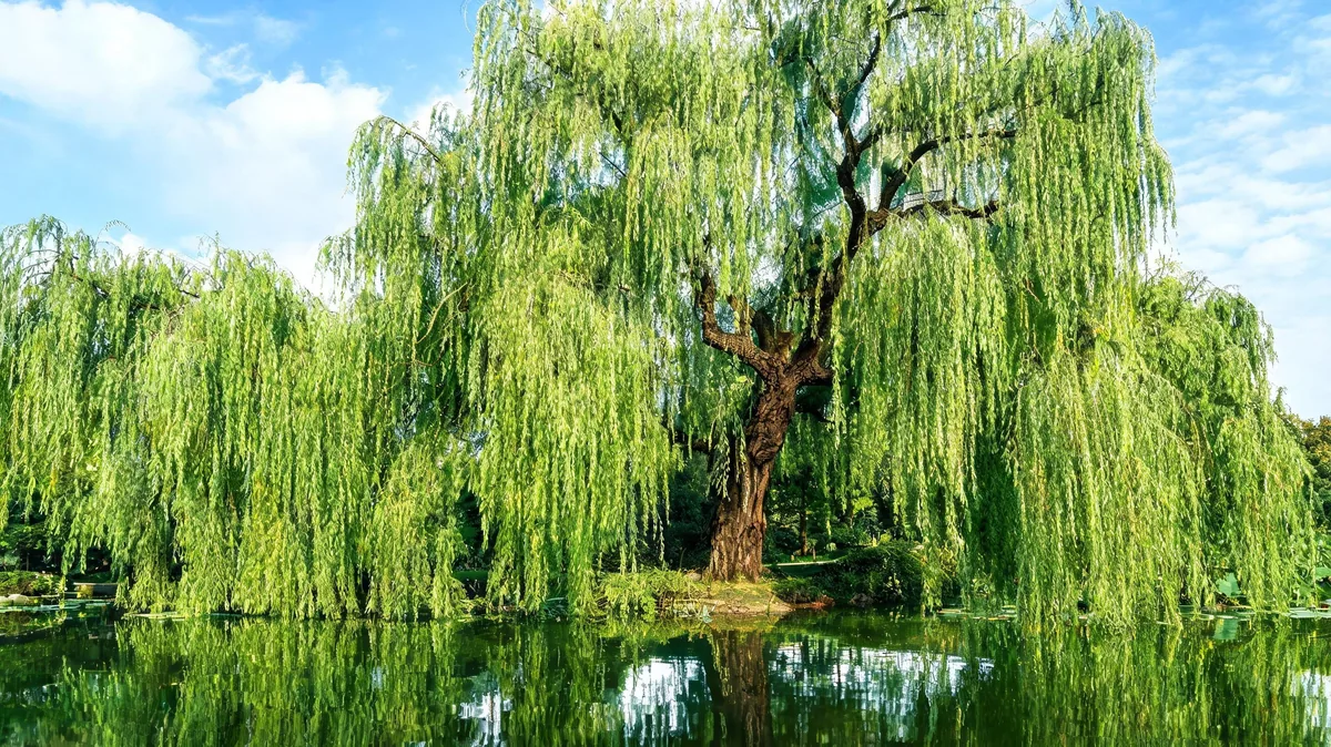 Mature weeping willow tree Salix babylonica with cascading slender green branches reaching toward a pond