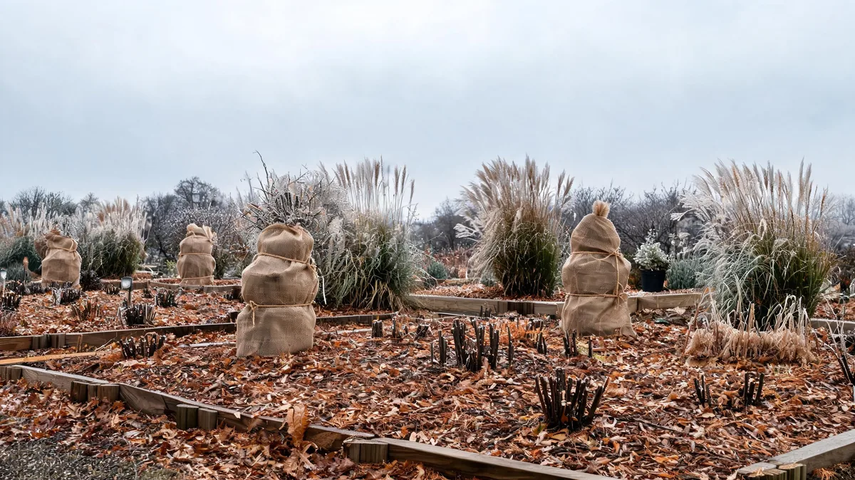 Winterized perennial beds with cut-back stems, leaf and pine straw mulch, and burlap-wrapped shrubs in late autumn