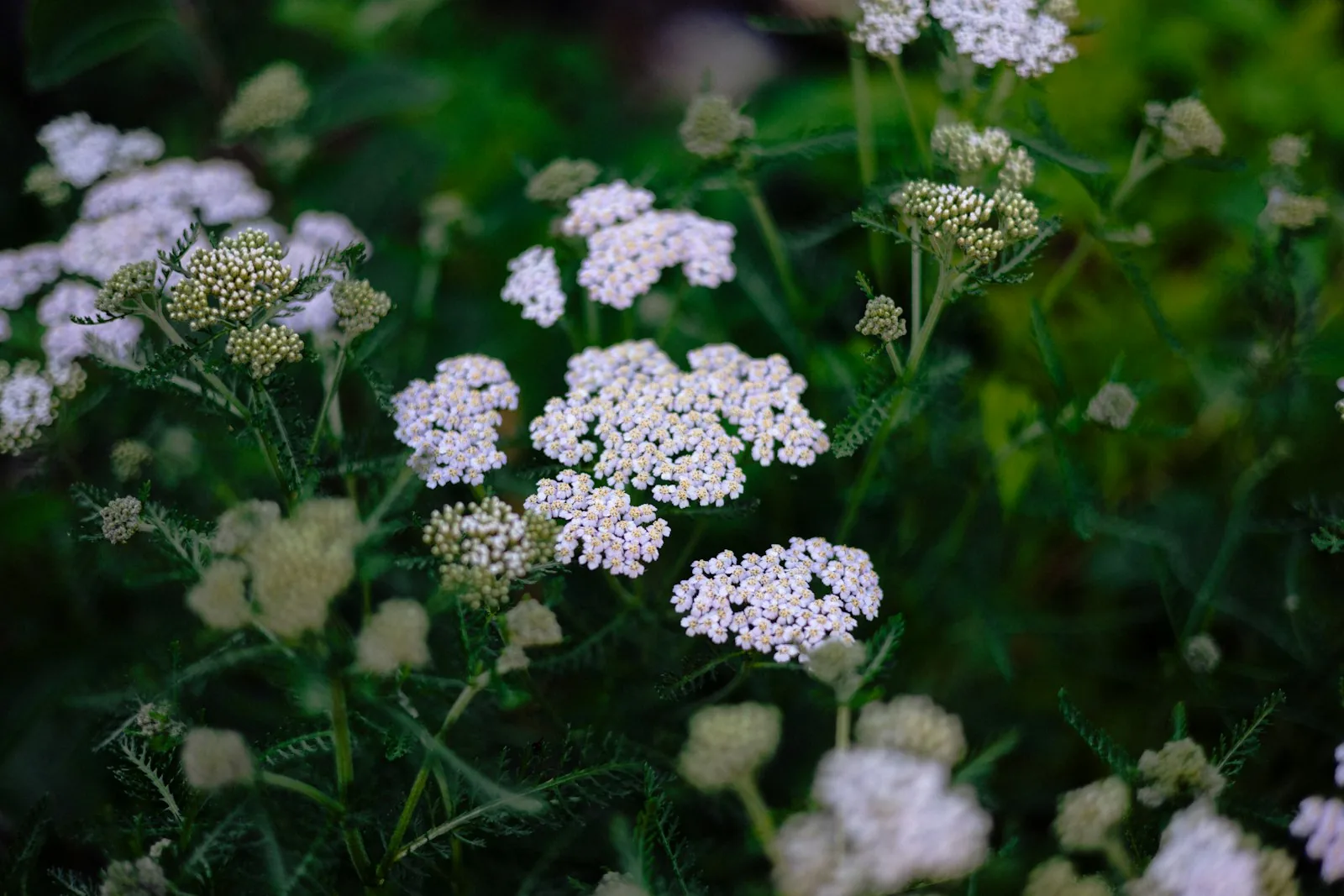 White yarrow flowers bloom amid green foliage
