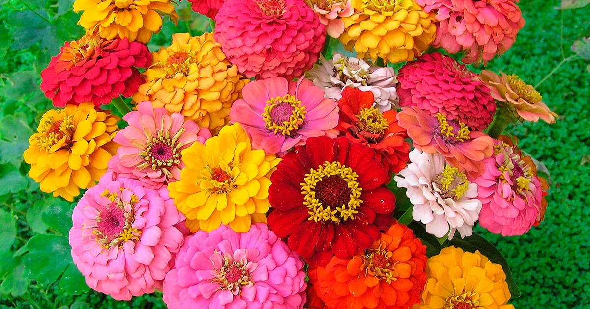 Colorful mixed zinnia flowers in orange, pink, and red blooming in a summer cut flower garden