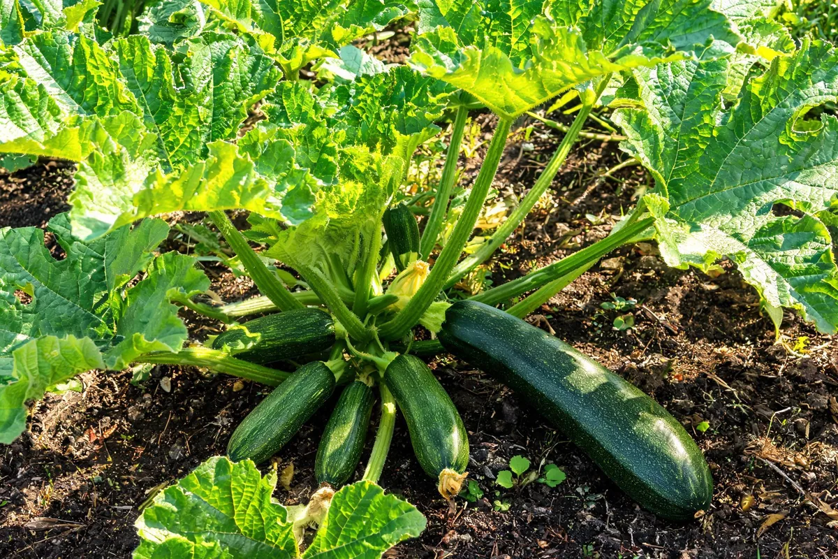 Zucchini plant Cucurbita pepo with large lobed green leaves and several long dark-green cylindrical zucchini fruits at the base